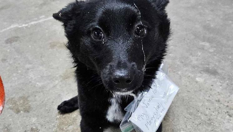 d - Изоставиха кученце на паркинг с бележка на каишката (СНИМКИ)