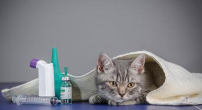 Домашна котка