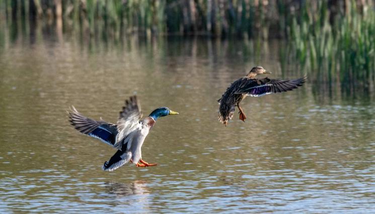 патица - И ЛОВЕЦ СЪМ, И РИБАР СЪМ: Разказ за пишман ловци, патици и патори