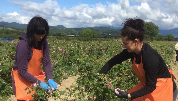 розобер - Агро Телеграф: Лишават от субсидии за наети без договор