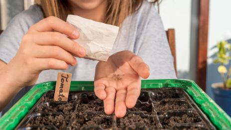 разсад домат