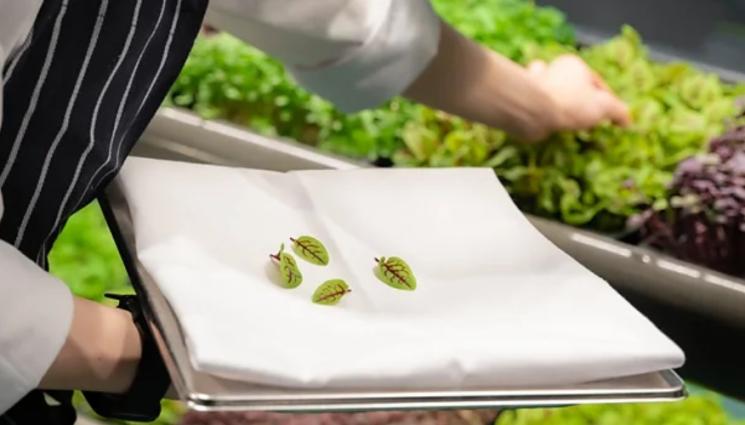 агро - Агро Телеграф: Празни офиси стават зеленчукови градини