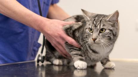 Котка Ветеринар Ветеринари Домашни Любимци