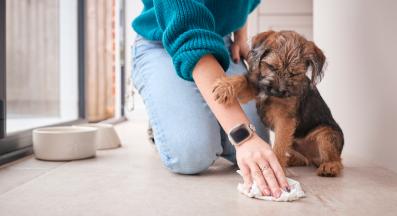 куче изпускане урина