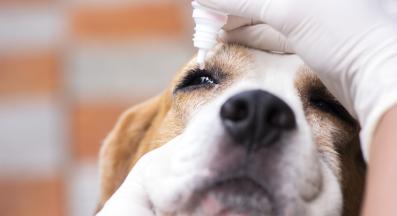 конюнктивит куче