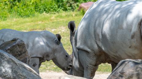 бял носорог