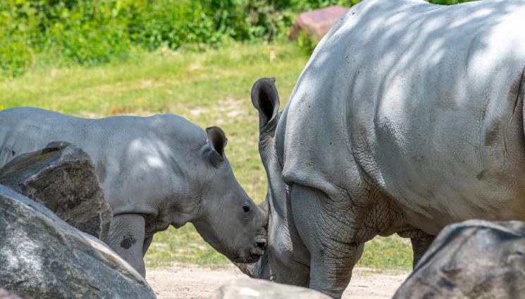 бял носорог - ДЕБЮТ: Бебе бял носорог изненада публиката в белгийски зоопарк