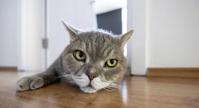 Домашна котка