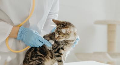 Домашна котка