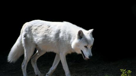 вълк албинос