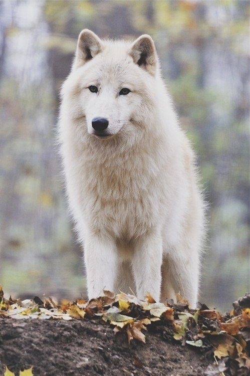 вълк албинос