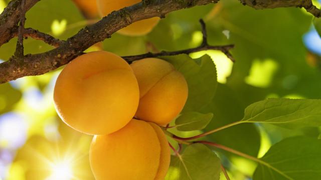 Испанска техника определя зрелостта на плодовете чрез сканиране на листата на дърветата