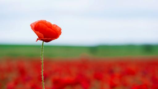 15 ноември: 35 години Република България