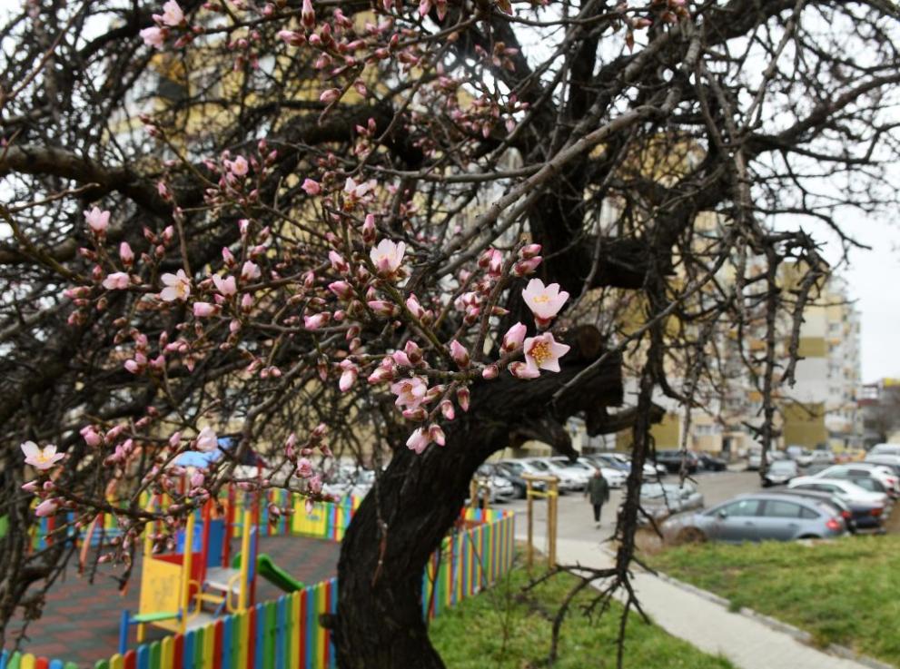  бадемови дъревета 