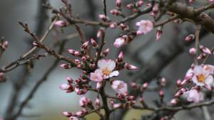 бадемови дъревета пролет