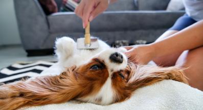 куче груминг