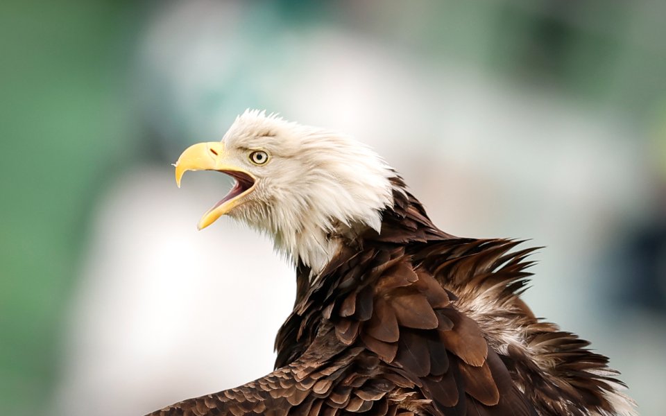 Лудогорец - Септември