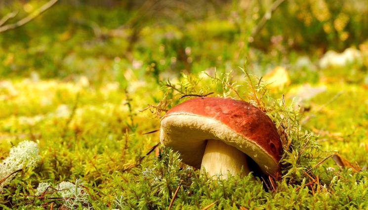 гъба - Агро Телеграф: Растенията могат да се мамят взаимно