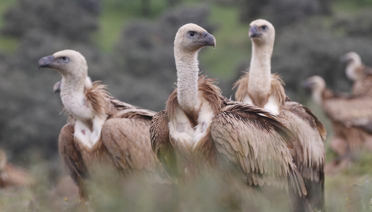 белоглав лешояд - БЕЗУМИЕ: Отрова уби няколко белоглави лешояди у нас (СНИМКИ)