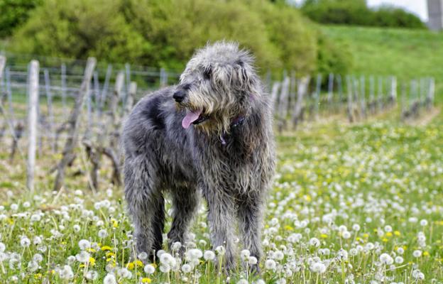 Ирландски вълкодав