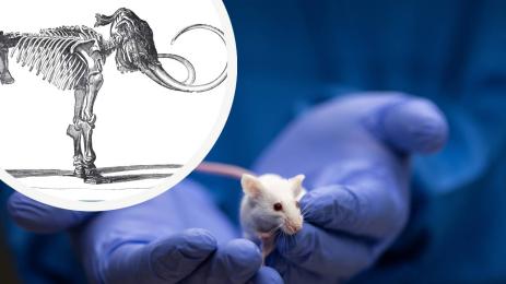 мишка мамут