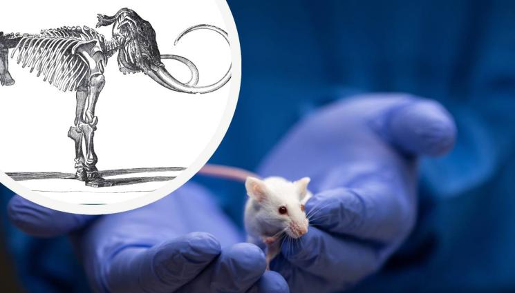 мишка мамут - ЗАВРЪЩАНЕ В МИНАЛОТО: Създадоха мишка като вълнест мамут (СНИМКА)