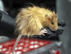 генетично модифицирана мишка