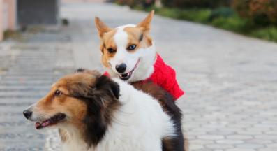 куче разгонване