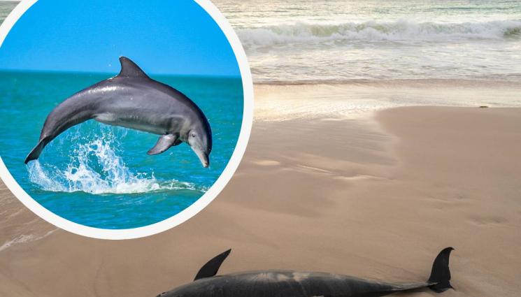 делфин - УЖАС: Откриха мъртъв делфин на плажа “Алепу”
