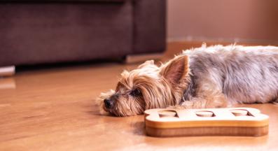 Йоркширски териер