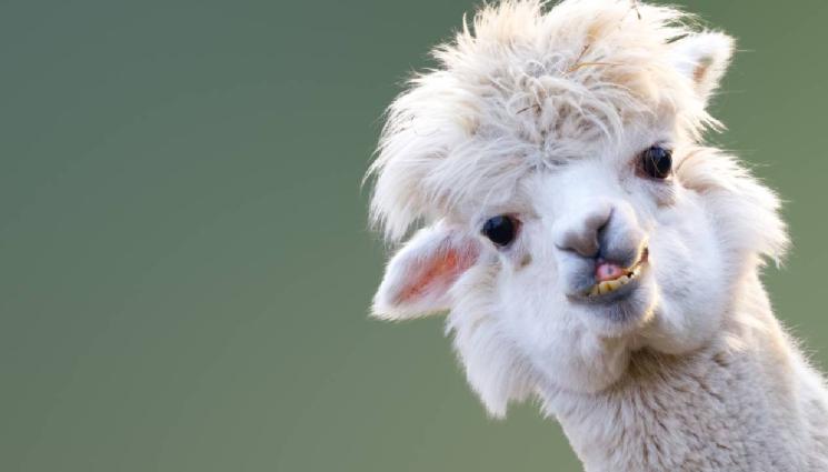 лама - ТИ ДА ВИДИШ: Ламата Уайттоп надживя Далай Лама! (СНИМКА)