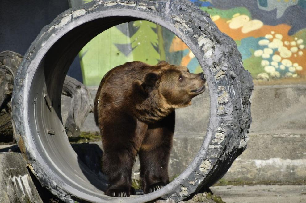 Пролетта настъпва с пълна сила и сладките мечоци Тони и