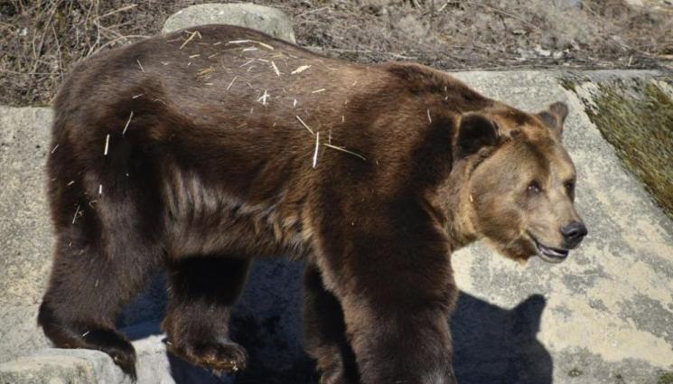 мечка - ЗИМНИЯТ СЪН СВЪРШИ: Мечоците Тони и Рони се събудиха!