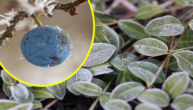 слана - ОПАСНОСТ НА 7 МАРТ: Жълт и оранжев код за слани! (КАРТА)