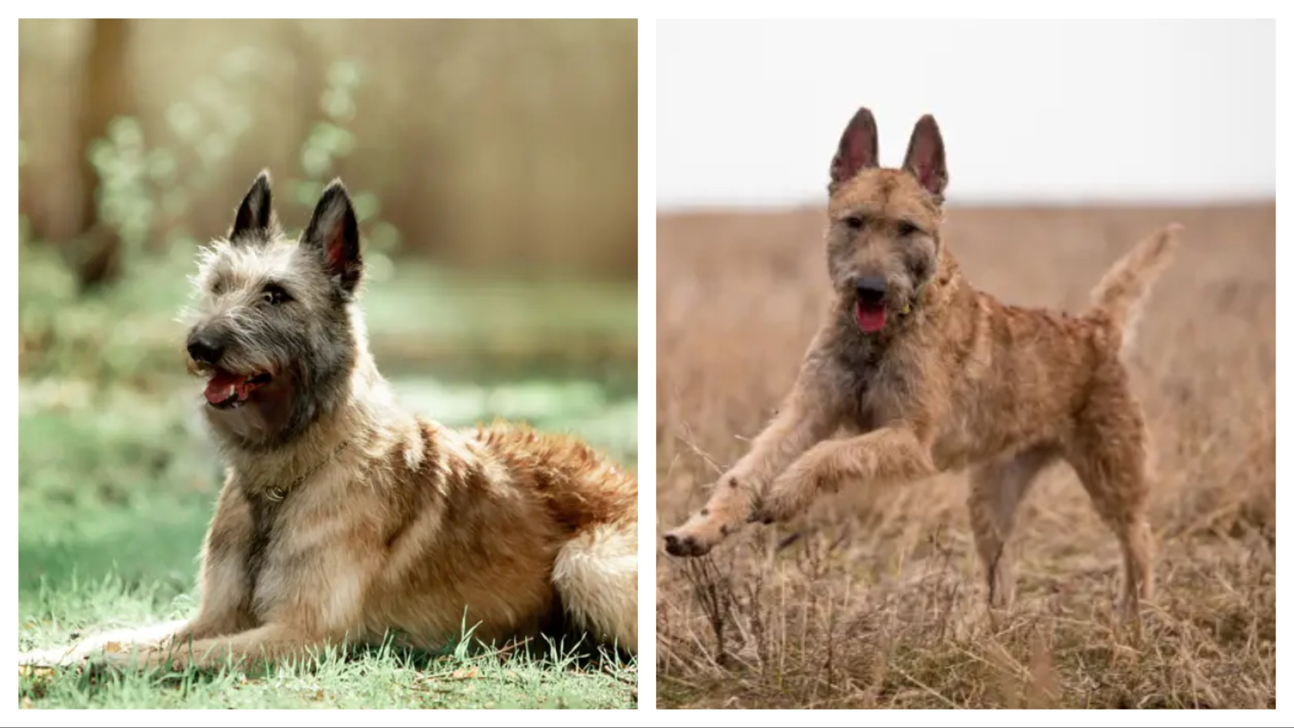 куче порода