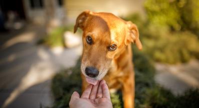 куче ближе човек