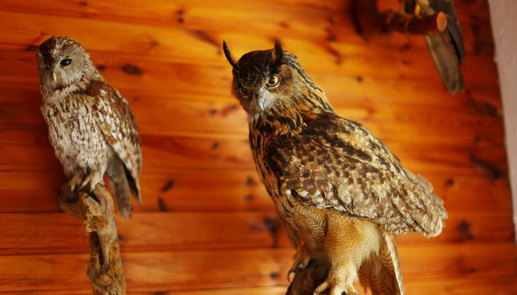 а - БЕЗУМЕН ОБИР: Откраднаха 517 препарирани птици!