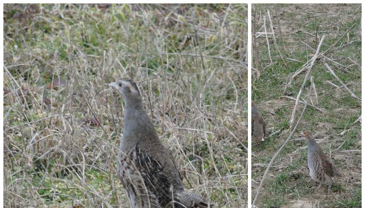 яребица - И ЛОВЕЦ СЪМ, И РИБАР СЪМ: Яребицата - елегантната стопанка на полята!