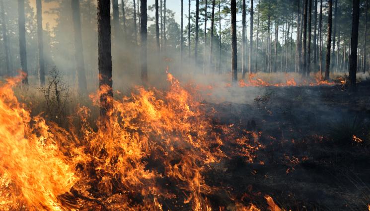д - Изгасиха двата горски пожара в Югозападна България!