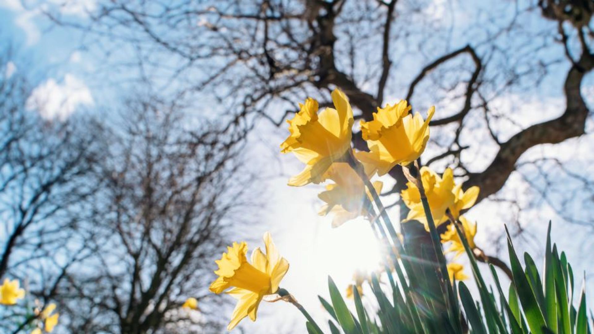 Времето в понеделник ще бъде слънчево над западната половина от