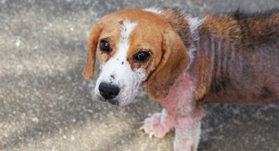 куче краста