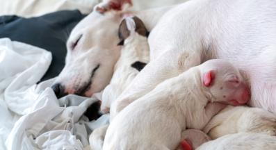 куче мастит