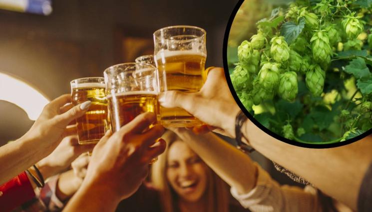 dw - Агро Телеграф: Променят БДС за бирата!