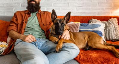 Белгийска овчарка Малиноа