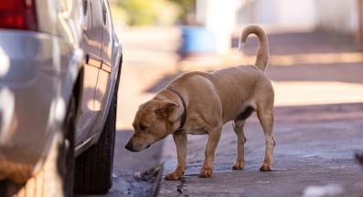 куче антифриз