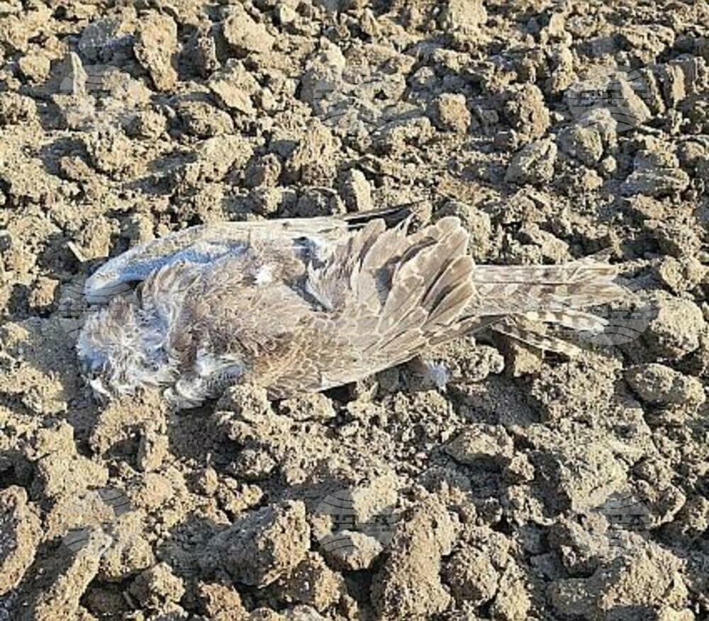 ловен сокол