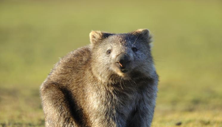 уомбат - СКАНДАЛ В АВСТРАЛИЯ: Инфлуенсърка задигна бебе вомбат, докато отчаяната майка тича след нея!