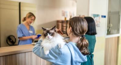 Котка при ветеринар