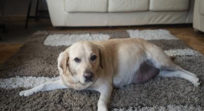 бременност куче