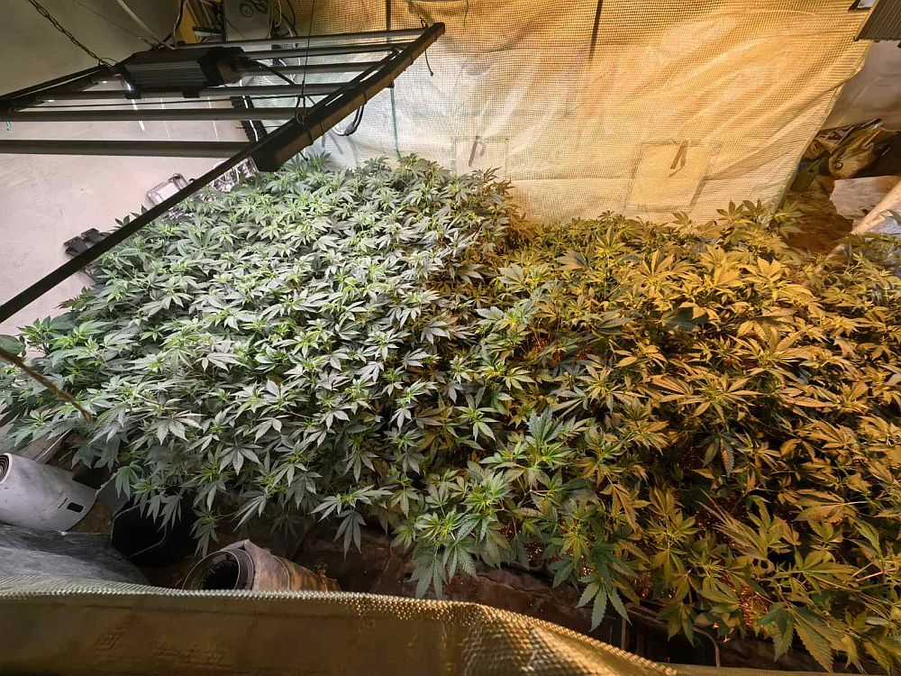 наркооранжерия Варна